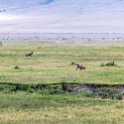 TZA ARU Ngorongoro 2016DEC26 Crater 046 : 2016, 2016 - African Adventures, Africa, Arusha, Crater, Date, December, Eastern, Mandusi Hippo Pool, Month, Ngorongoro, Places, Tanzania, Trips, Year